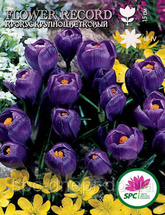 Крокус великоквіткова Flower Record, фото 2