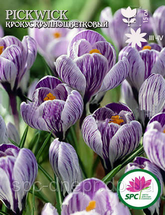 Крокус великоквітковий Pickwick