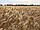 Насіння пшениця стягується сорт САГАЙДАК Р1 Полтавська державна агротехнічна академія, фото 3