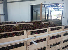 Охлаждение черешни