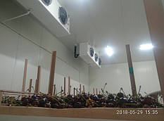 Интенсивное охлаждение черешни