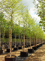 Береза Betula nigra Sol C 90 200-250