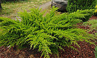 Можжевельник Средний "Минт Джулеп" Juniperus communis Sol С-80L 150-175