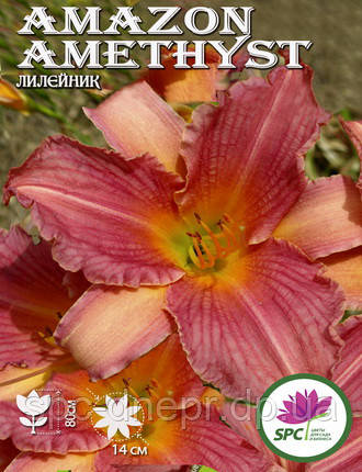 Лійник Amazon Amethyst, фото 1