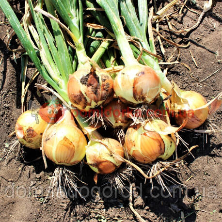 Лук БАНКО F1 гібрид Syngenta 250 000 штук