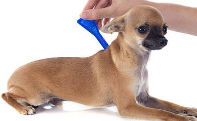 Краплі від бліх і кліщів