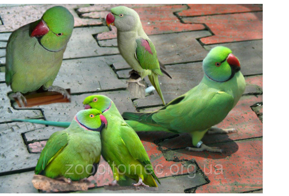 Ожереловый попугай зеленый (Psittacula krameri) из питомника. - фото 1 - id-p4695034