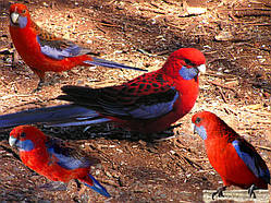 Папуга Розелла пенантовая червона (Platycercus)