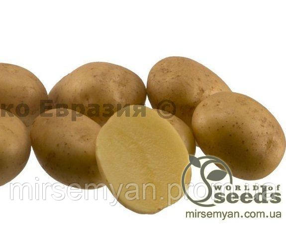 Насіннєвий сорт картоплі "Гранада" 5кг Голландія