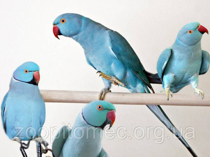 Ожереловый Кольчатый попугай голубого (синего) окраса - фото 1 - id-p4876393