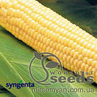 Кукурудза цукрова GH 2042 F1 100000 насінин (Syngenta)