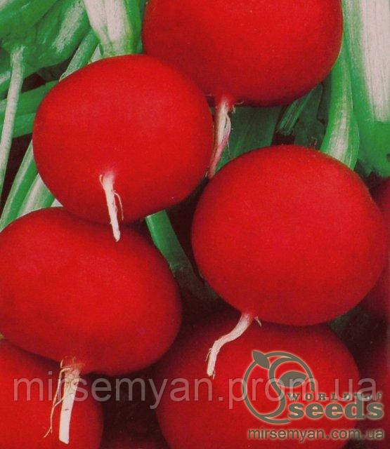 Где Купить Семена Редиса