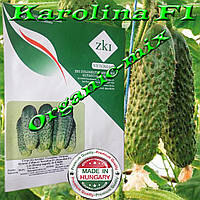 Огурец лучший для консервирования КАРОЛИНА F1 / KAROLINA F1, 100 семян TM ZKI (Венгрия)