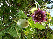Passiflora ambigua - Granadilla de Monte