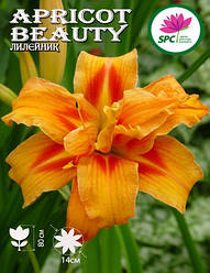 Лілейник Apricot Beauty