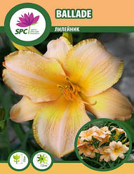 Лійник Ballada
