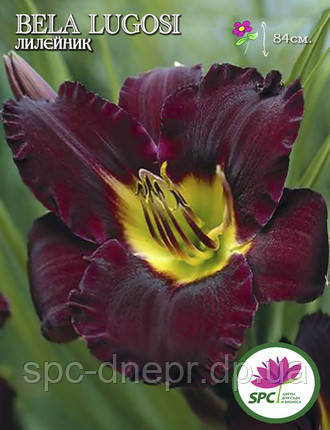 Лілейник Bela Lugosi