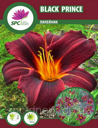 Лілейник Black Prince, фото 1