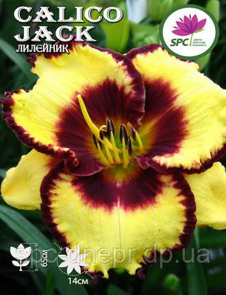 Лілейник Calico Jack, фото 2