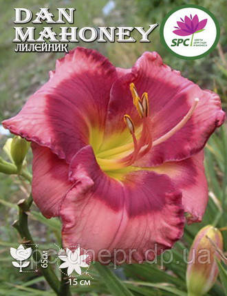 Лілейник Dan Mahony, фото 2