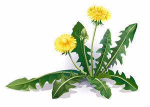 Гербіциди (захист від бур'янів)