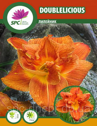 Лілейник Doublelicious, фото 2