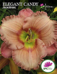 Лілейник Elegant Candy
