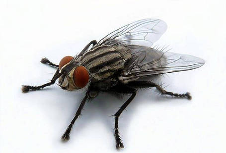 Кошти від мух, комарів, клопів і тарганів