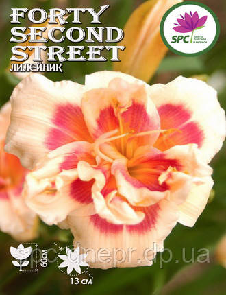 Лілейник Forty Second Street, фото 2
