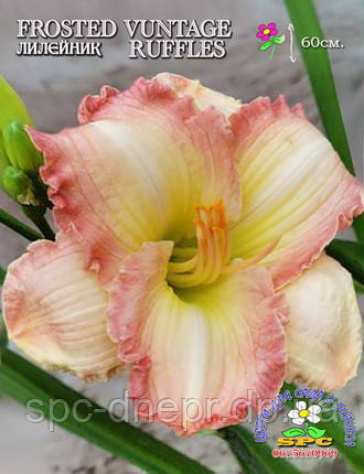 Лілейник Frosted Vintage Ruffle, фото 2
