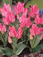 Тюльпан низький Грейга Toronto 12+