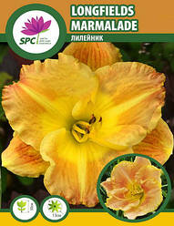 Лілейник Longfields Marmalade