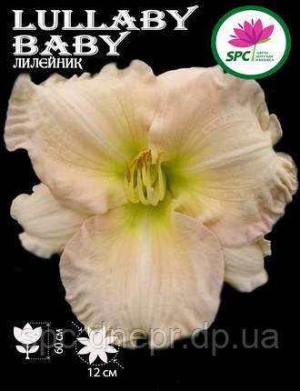 Лілейник Lullaby Baby