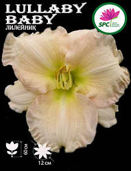 Лілейник Lullaby Baby