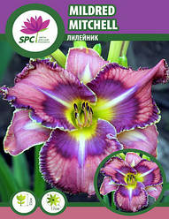 Лілейник Mildred Mitchell