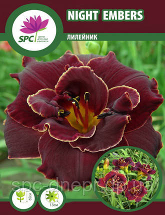 Лілейник Night Embers