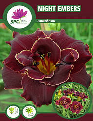 Лілейник Night Embers