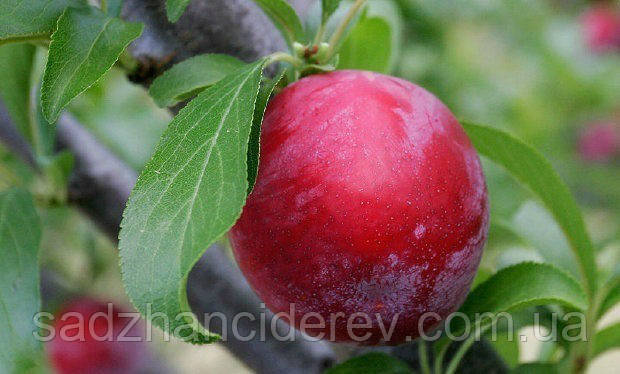 Саджанці слив Опал