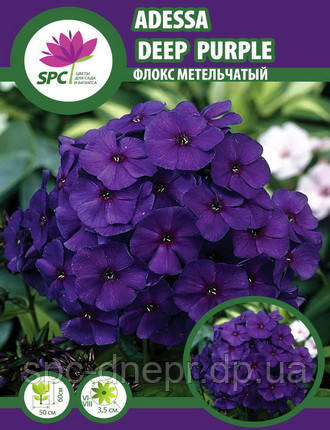 Флокс волотистий Adessa Deep Purple, фото 2