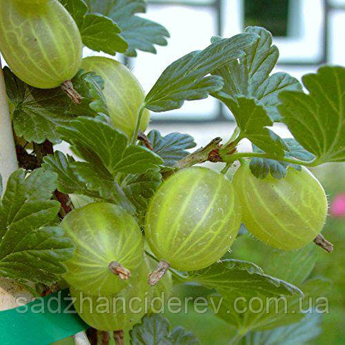 Саджанці аґрусу Мукурінес (Mucurines, Мукуринес)