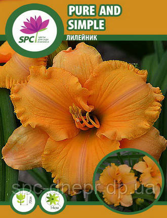Лилейник Pure And Simple, фото 2