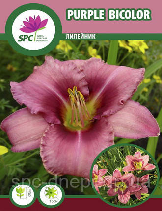 Лілейник Purple Bicolor, фото 2