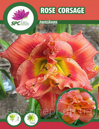 Лілейник Rose Corsage, фото 2