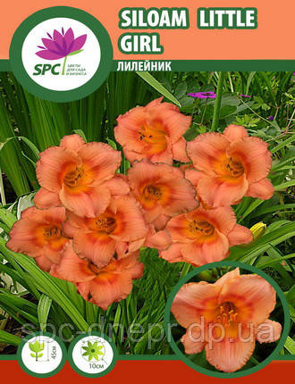Лілейник Siloam Little Girl