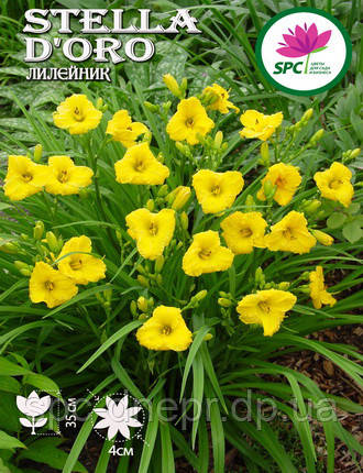 Лілейник Stella D'oro, фото 2