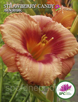 Лілейник Strawberry Candy, фото 3