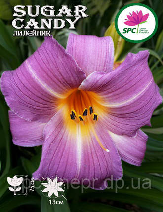 Лілейник Sugar Candy, фото 2
