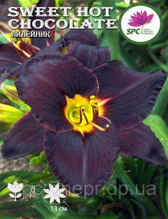Лілейник Sweet Hot Chocolate, фото 1