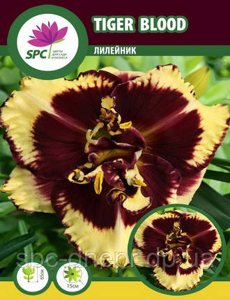 Лілейник Tiger Blood