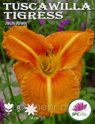 Лілейник Tuscawilla Tigress, фото 2